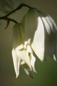 Close-up of white rose