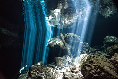 Close-up of turtle on rock in sea