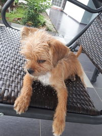 High angle view of dog on chair