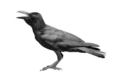 Close-up of bird perching on white background