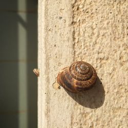 Close-up of snail