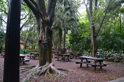 Trees in park