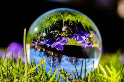 Close-up of purple flowering plant on field