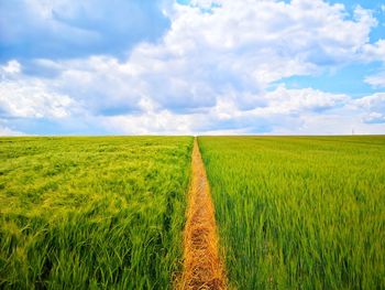 Scenic view of agricultural field against sky