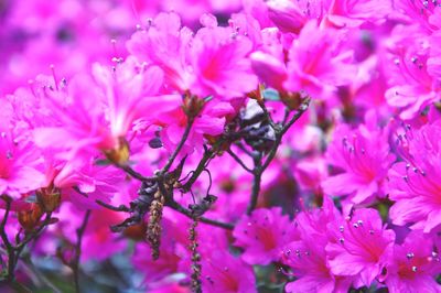 Close-up of pink flower