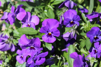 Close-up of purple flowering plants