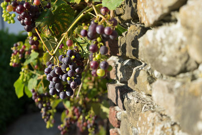 Close-up of grapes growing on tree