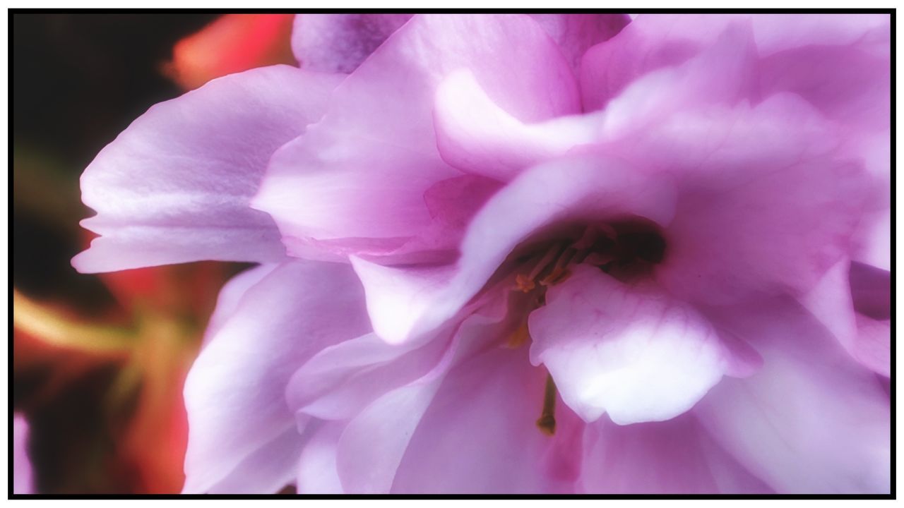 Flower Head Flower Springtime Pink Color Petal Blossom Backgrounds Close-up