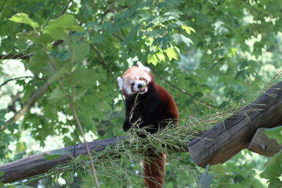 Low angle view of a monkey on tree