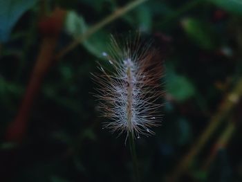 Close-up of plant