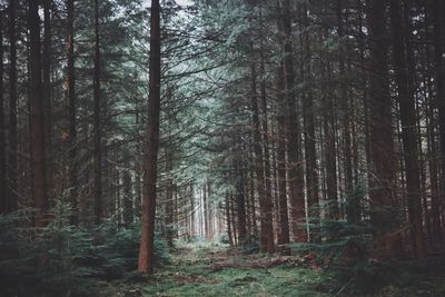 Trees in forest