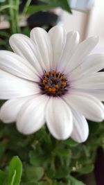 Close-up of white flower blooming outdoors