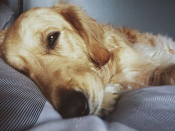 Close-up of dog resting