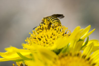 Close-up of bee pollinating on flower