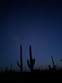 Low angle view of cactus growing on field against sky at night