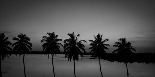 Silhouette palm trees by swimming pool against sky at dusk