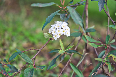 Close-up of white flowering plant