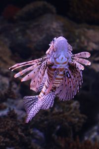 Close-up of fish swimming in sea