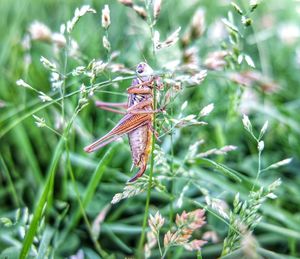 Close-up of locust on plant