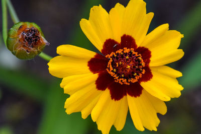 Close-up of yellow flower