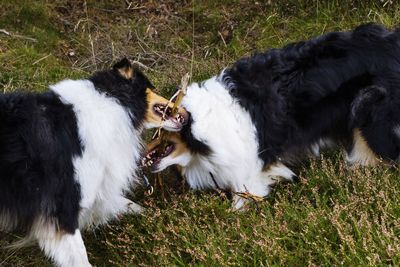 High angle view of dog on field