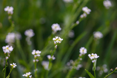 Close-up of white flowering plants