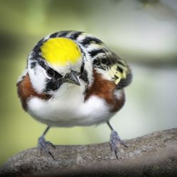 Close-up of bird