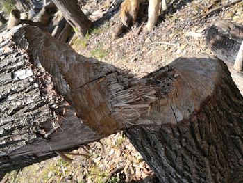 High angle view of tree trunk