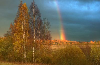 Rainbow over trees on field against sky during sunset