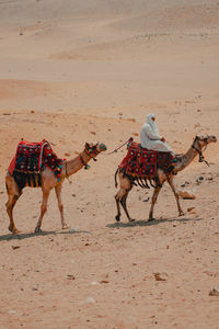 Camels walking on sand at desert