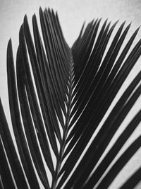 High angle view of palm leaves