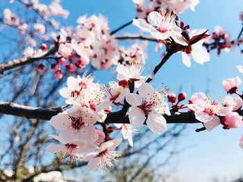 Low angle view of cherry blossoms in spring