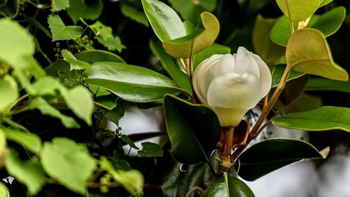 Close-up of white flowering plant