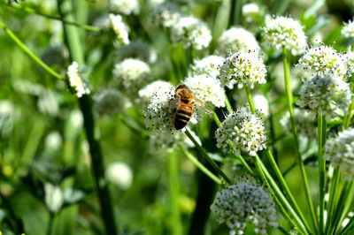 Close-up of bee pollinating on flower