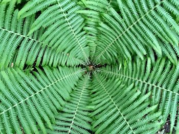 Full frame shot of fern