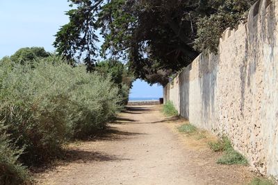 Footpath amidst trees against clear sky