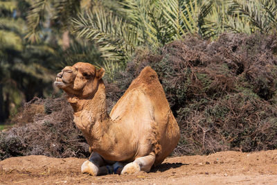 Camels in the desert oasis.