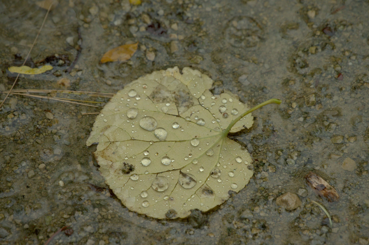 HIGH ANGLE VIEW OF WET LEAF ON SAND