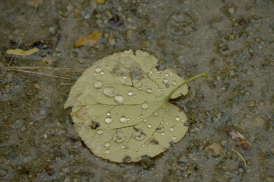 High angle view of raindrops on leaf