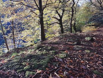 Trees in forest during autumn