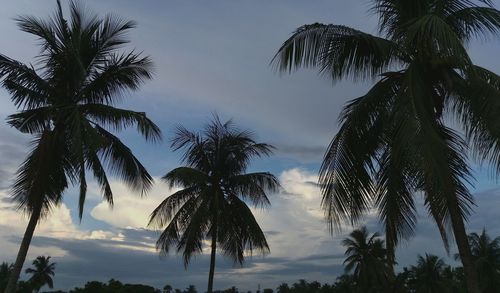 Low angle view of palm trees against sky