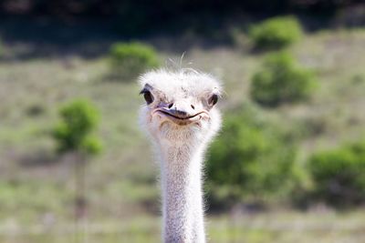 Close-up of ostrich on field