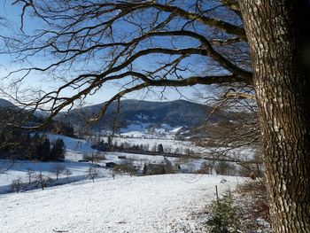 Bare trees on snow covered landscape