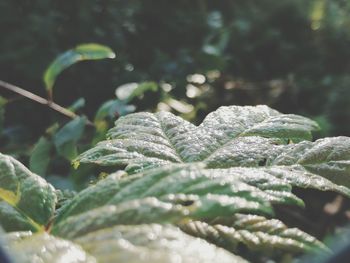 Close-up of wet leaves