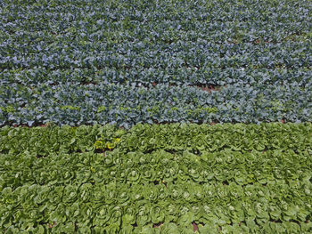 Full frame shot of plants growing on field