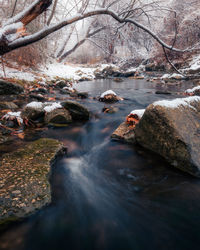 Scenic view of river stream in forest