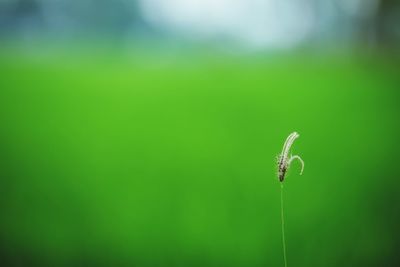 Close-up of insect on plant