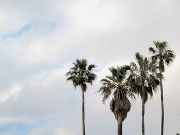 Low angle view of palm trees