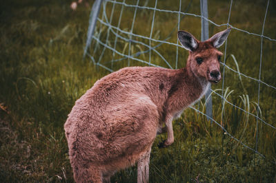 Deer in a field