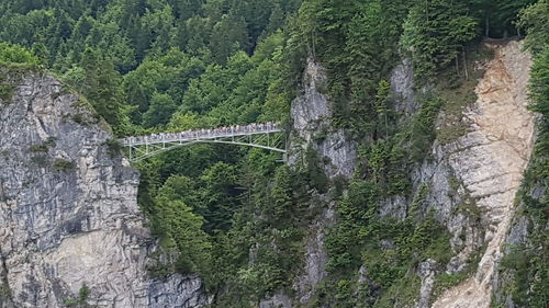 Panoramic view of bridge in forest